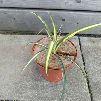 Yucca Filamentosa (Juka vláknitá) ´COLOR GUARD´, kont. C2L, výška: 10-15 cm, Ø 20-30 cm (-20°C)